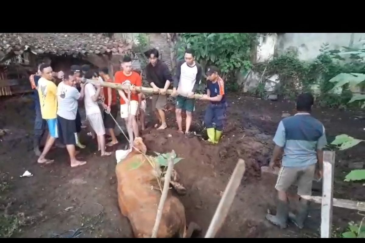 Foto: Secreenshot video saat damkar dan warga evakuasi sapi yang terjadi ke septic tank di Kecamatan Jangkar, Kabupaten Situbondo, Provinsi Jawa Timur pada Rabu (11/6/2025).