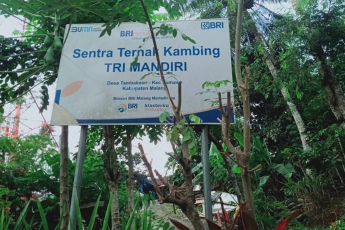 Melalui program KUR BRI, Sukateno sukses mengembangkan bisnis peternakan kambing Trimandiri Farm hingga berjalan sembilan tahun.