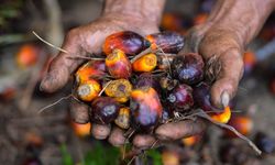 Minyak Sawit Diperebutkan Pangan dan Bahan Bakar, Lingkungan Jadi Korban