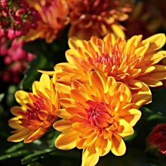 Ilustrasi bunga chrysanthemum atau krisan. 