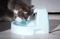 5 Tanda Kucing Dehidrasi yang Tidak Boleh Diabaikan, Bisa Bikin Sakit