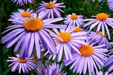 9 Bunga yang Dapat Memicu Alergi