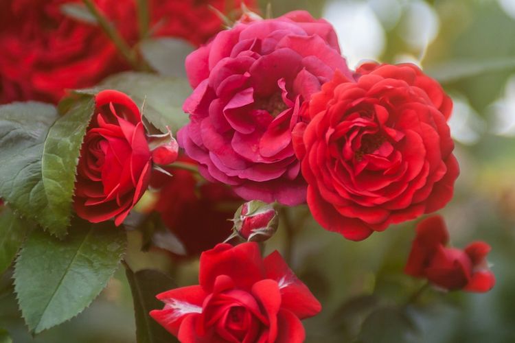 Ilustrasi tanaman mawar.