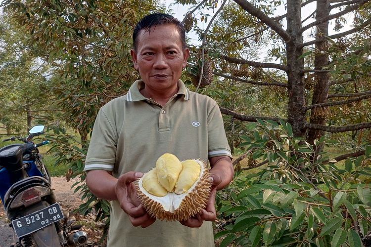 Hanya Ada 5 Pohon di Rogoselo Pekalongan, Durian Mingsri Berdaging Tebal dan Legit