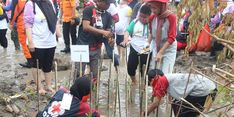 221 Relawan PMR dan Internasional Tanam 1.000 Bibit Mangrove dan Bersihkan Pantai Perahu Batu