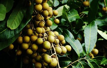 Cara Menanam Kelengkeng dari Bijinya agar Cepat Berbuah di Rumah ...