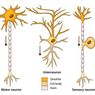Macam-macam Neuron Berdasarkan Fungsinya