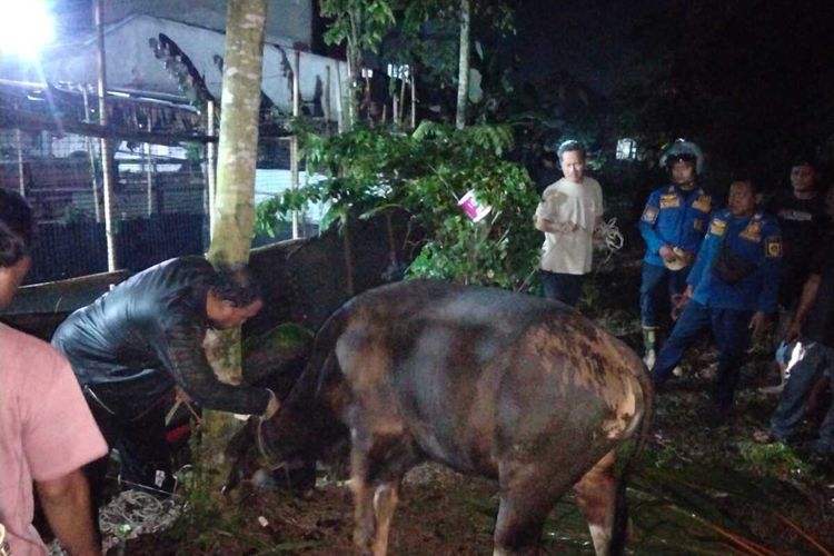 Sapi Kurban Mengamuk lalu Terperosok ke Lubang Kotoran di Cileungsi Bogor, Damkar Turun Tangan Evakuasi