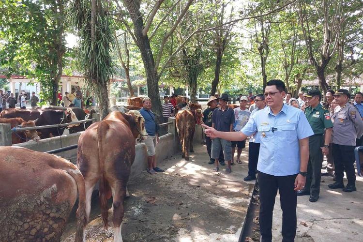 Wakil Bupati Sleman Danang Maharsa saat memantau ketersediaan hewan kurban di pasar hewan Ambarketawang Gamping, Selasa (4/06/2024).