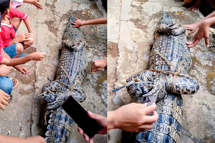 Buaya Liar Muncul di Tengah Permukiman Kotabumi Lampung Utara, Warga Panik Lapor Polisi