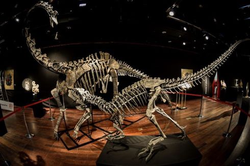 Dua Fosil Dinosaurus Dilelang Rp 24 Miliar di Paris, Berminat?