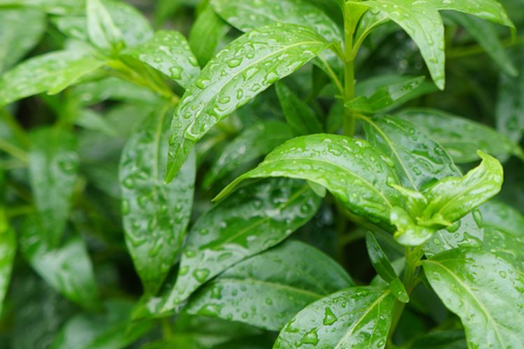 Ilustrasi tanaman sambiloto. 