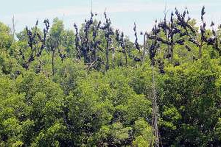 Kawanan kalong bergantungan di pepohonan bakau di Desa Tomoli, Kecamatan Toribulu, Kabupaten Parigi Moutong, Sulawesi Tengah, Selasa (20/9/2016). Hutan mangrove itu menjadi habitat sekitar 1.000 kalong.