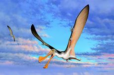 Seperti Apa Fosil Pterosaurus Tertua yang Berusia 107 Juta Tahun?