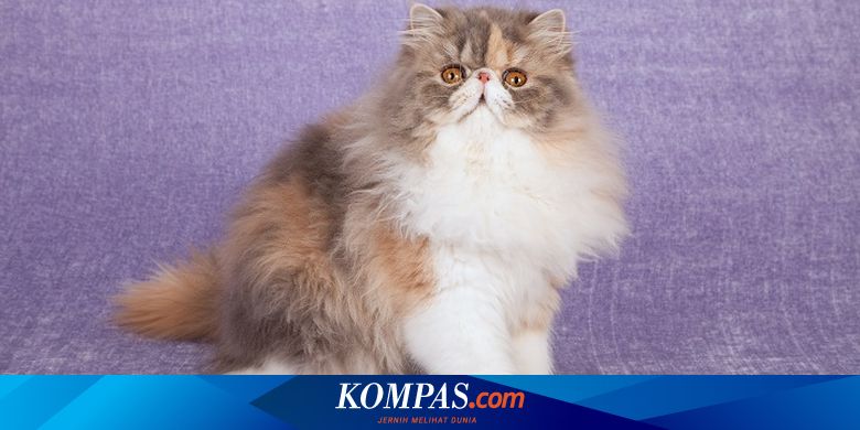 6 Jenis Kucing Persia, Doll Face hingga Himalaya - Vimarsana News
