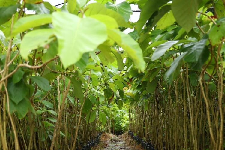 Sebanyak 12.000 bibit pohon jati emas telah disiapkan untuk ditanam di sepanjang jalan dari Laluan Madani hingga kawasan Nongsa, Batam, Kepulauan Riau (Kepri). Saat ini ribuan bibit pohon jati emas itu masih terawat dengan baik dan tidak ada yang mati di kebun BP Batam, kawasan Marina.