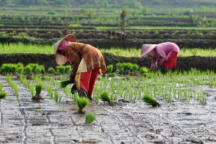 Indonesia dikenal sebagai negara agraris karena sebagian besar masyarakatnya berprofesi sebagai petani. Alasan kedua mengapa Indonesia disebut negara agraris yakni karena PDB pertanian negara ini sangat besar.