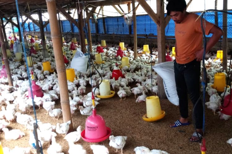 Peternak ayam di Sumedang memberikan pakan, Senin (25/2/2019). Anjloknya harga di tingkat peternak tak sebanding dengan biaya operasional yang harus dikeluarkan. 