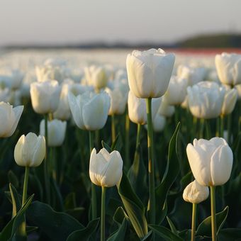 Ilustrasi bunga tulip putih.
