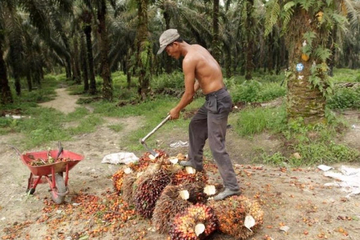 Ilustrasi perkebunan kelapa sawit. Petani mengumpulkan tandan buah segar (TBS) kelapa sawit. Mendag meminta pengusaha membeli TBS sawit dari petani minimal Rp 2.000 per kilogram mulai pekan depan.