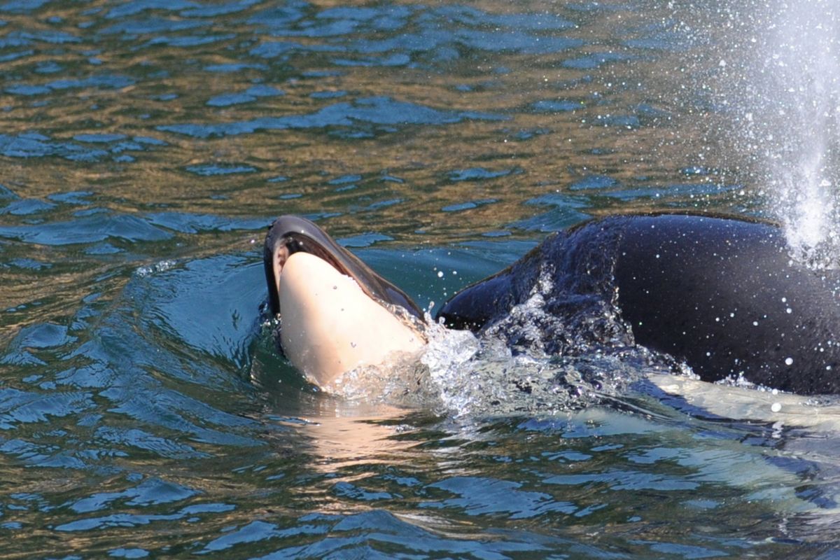 Induk orca mendorong anaknya. Foto ini diambil saat 24 jam kematian bayi orca.