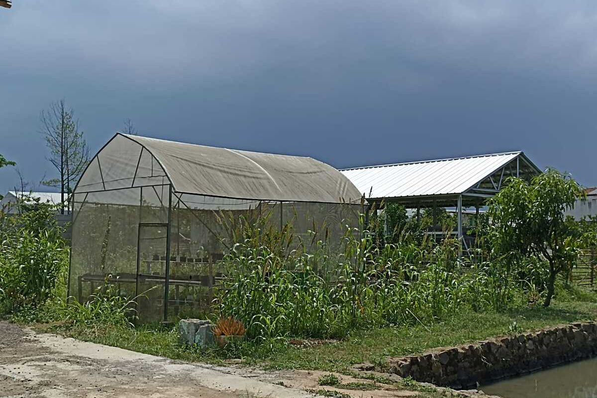 Disperdagin Kabupaten Bandung sebut telah menerima intruksi dari pemerintah pusat untuk mengembangkan tanaman sorgum untuk pengganti beras dan bahan mi instan.