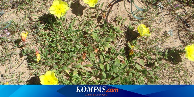 Dunia Sains Teknologi Tahun 1 Unit 4 Tumbuhan