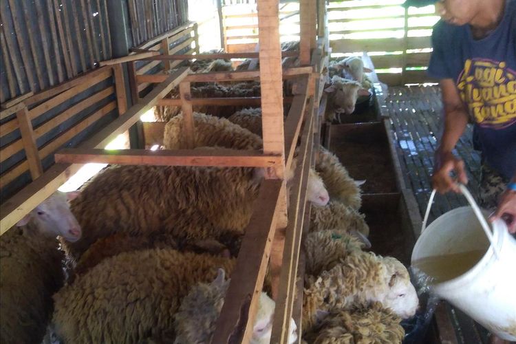Domba Merino di peternakan Desa Purbadana, Kecamatan Kembaran, Kabupaten Banyumas, Jawa Tengah, Senin (5/8/2019).