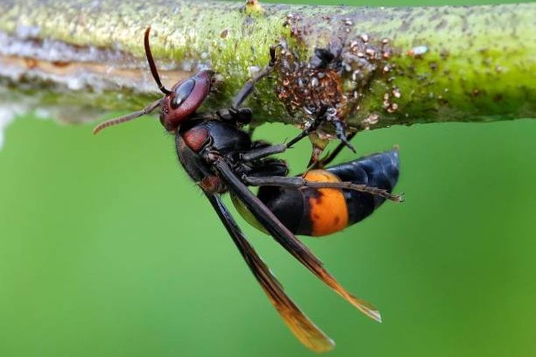 Ilustrasi tawon ndas atau tawon vespa.