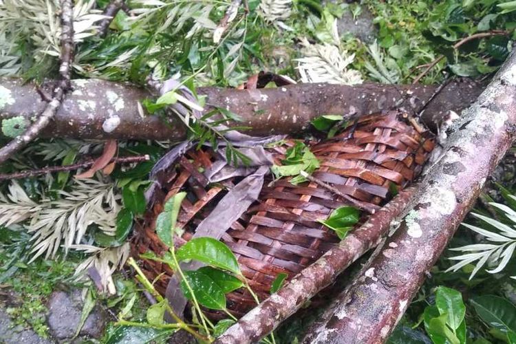 Sebuah pohon jenis silver oak tumbang hingga menimpa 10 orang pemetik teh di Desa Tugu Selatan, Kecamatan Cisarua, Kabupaten Bogor, Jawa Barat pada Minggu (6/12/2020).