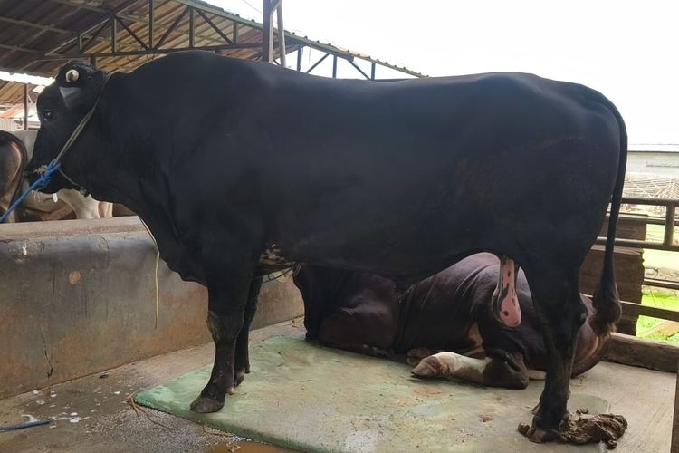 Sambo dari Tangerang: Sapi 1,1 Ton yang Dibeli Prabowo untuk Kurban