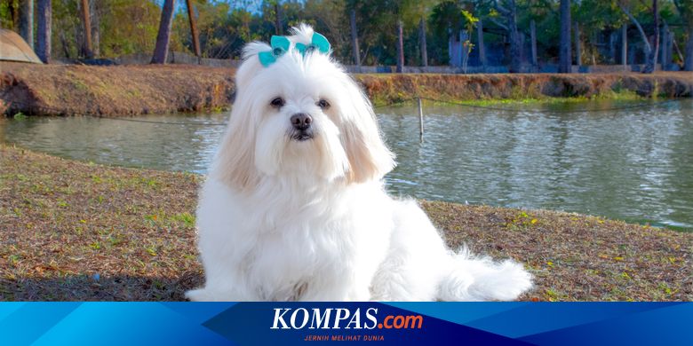 5 Ras Anjing Asal Tiongkok dan Sejarahnya yang Menarik