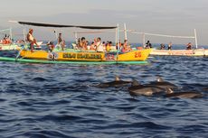 Mengapa Lumba-lumba Berenang Depan Perahu? Ini Alasannya Menurut Sains
