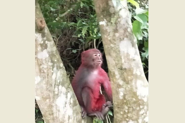 Monyet di Taiwan ini disiram cat merah oleh orang yang belum diketahui identitasnya. (CNA via Taiwan News)