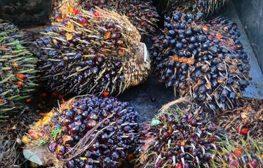 Ekspansi perkebunan sawit perlu ditekan dengan penerapan kebijakan penghentian total tanpa batas waktu untuk pengeluaran izin baru pembukaan lahan.