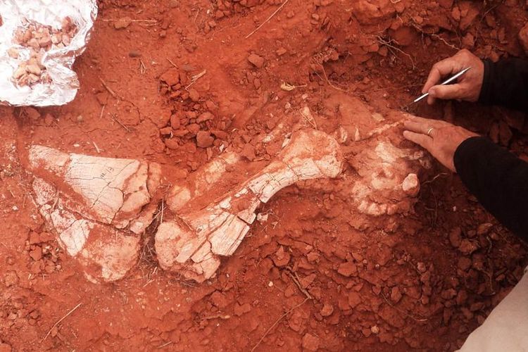 Sejak Kapan Dinosaurus Jadi Besar Fosil Raksasa Pertama Menjawab