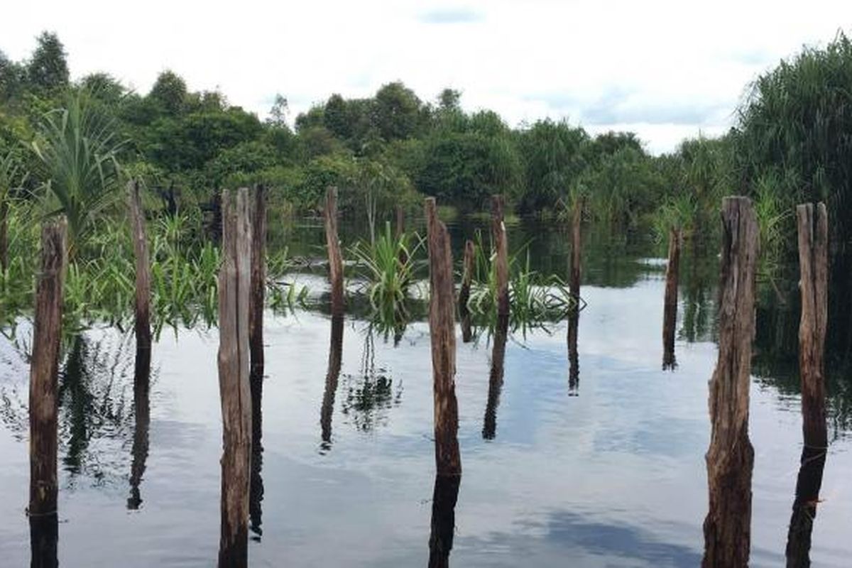 Taman Nasional Sebangau masuk dalam tiga wilayah yakni Kota Palangkaraya, Kabupaten Katingan, dan Kabupaten Pulang Pisau. 