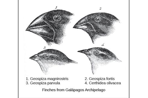 Evolusi yang Terjadi pada Burung Finch Menurut Darwin