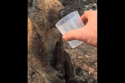 Momen Pilu Seorang Pria Beri Minum Koala yang Terkena Luka Bakar di Australia