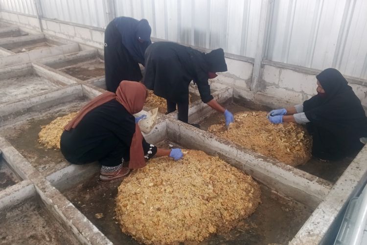 Proses fermentasi pakan maggot agar produk yang dihasilkan lebih berkualitas. Proses ini berlangsung di fasilitas pengolahan sampah organik berbasis komunitas pemulung di Kecamatan Duren Sawit, Jakarta Timur pada Jumat (13/2/2026).
