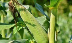 Ilmuwan Desak Pemimpin Global Batasi Biofuel Berbasis Tanaman