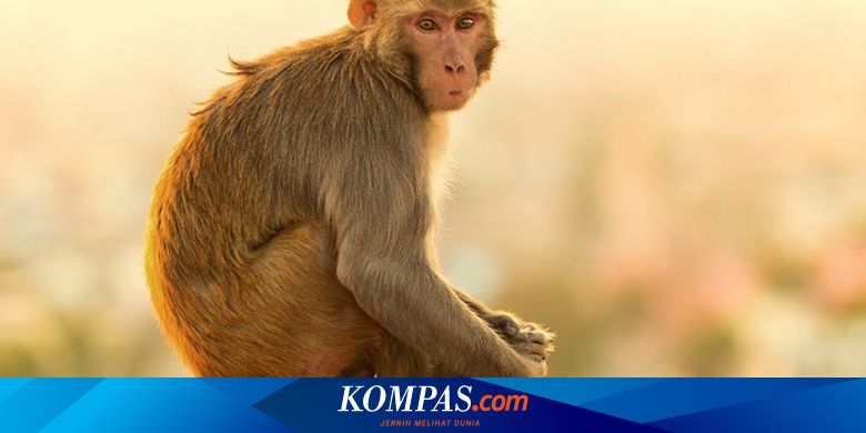 Kami Bukan Monyet Ahli Jelaskan Alasan Panggilan Hewan Itu Menghina Halaman All Kompas Com