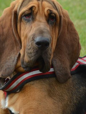 Ilustrasi anjing ras Bloodhound. 