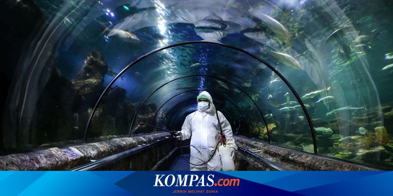 Tanya Jawab Gejala Dan Perlindungan Diri Dari Virus Corona Hingga Langkah Yang Harus Dilakukan Jika Sakit Halaman All Kompas Com