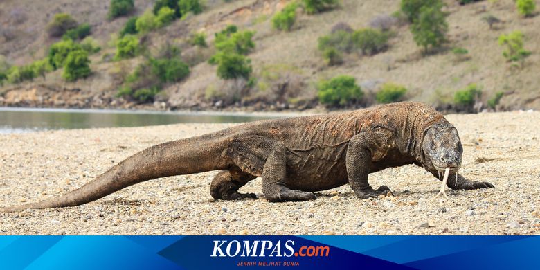 regional.kompas.com