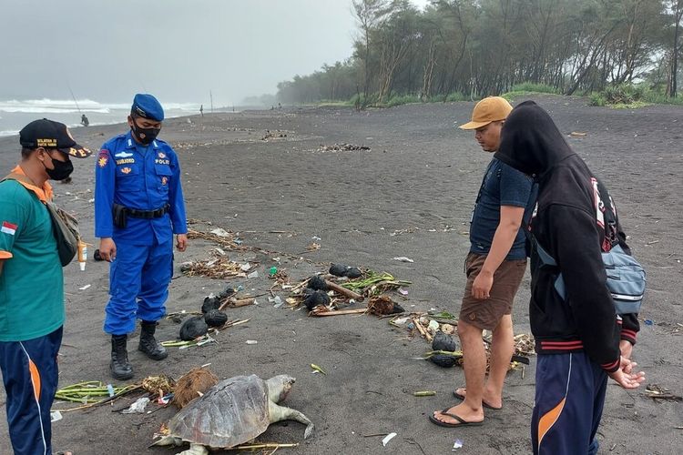 Petugas Memeriksa Penyu Mati di Pantai Cangkring, Bantul Rabu (19/1/2022)