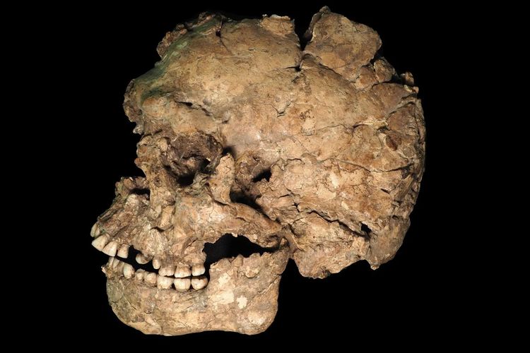 Micro-CT Scan Ungkap Luka Tusukan di Wajah Manusia Purba 100.000 Tahun Lalu