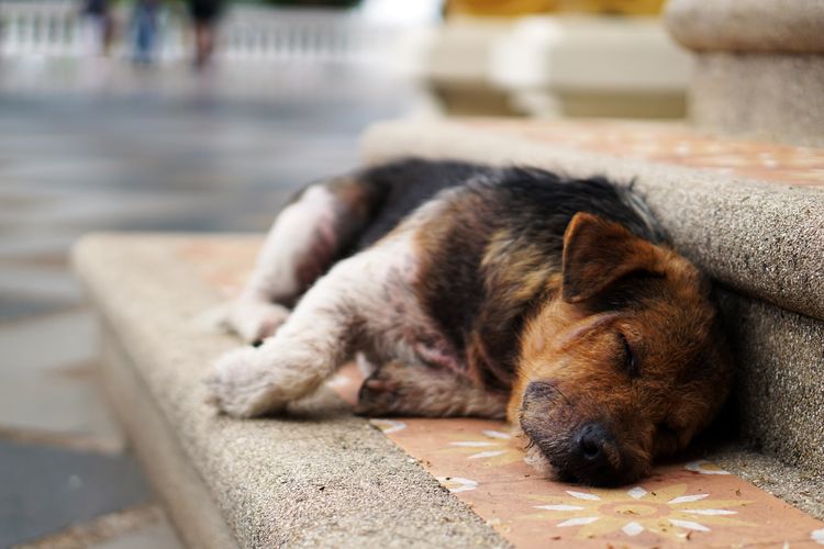 Belanda menjadi negara pertama yang berhasil mengontrol populasi anjing jalananannya.
