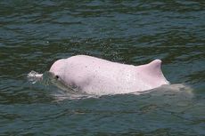 Laut Sepi akibat Pandemi, Lumba-lumba Warna Pink Langka Muncul Lagi