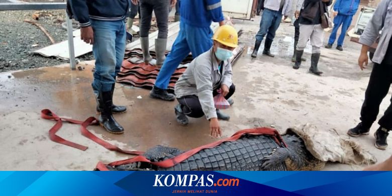TKA China Potong dan Kuliti Buaya Lalu Disantap, PT OSS Minta Maaf - Vimarsana News